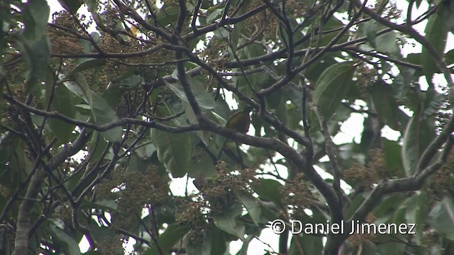 Ochre-bellied Flycatcher - ML201958441