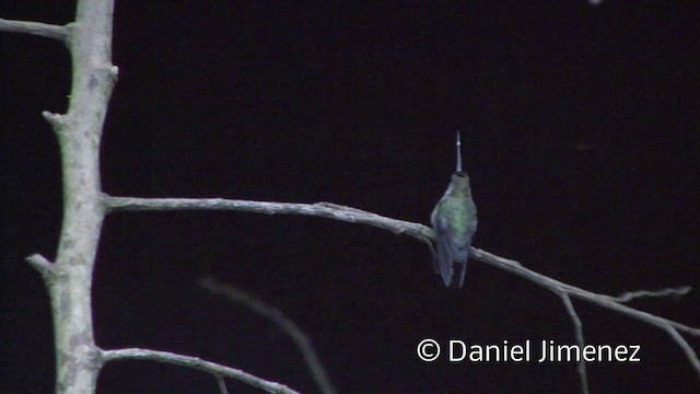 Green-fronted Lancebill - ML201958451