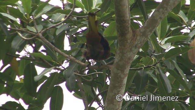 Russet-backed Oropendola (Russet-backed) - ML201958471