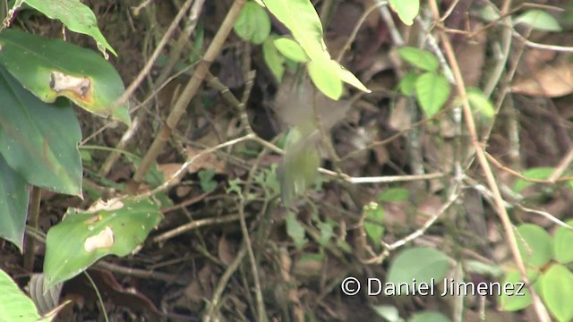 Olive-striped Flycatcher - ML201958491