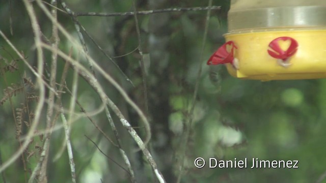 Большеклювый колибри-отшельник [группа moorei] - ML201958501