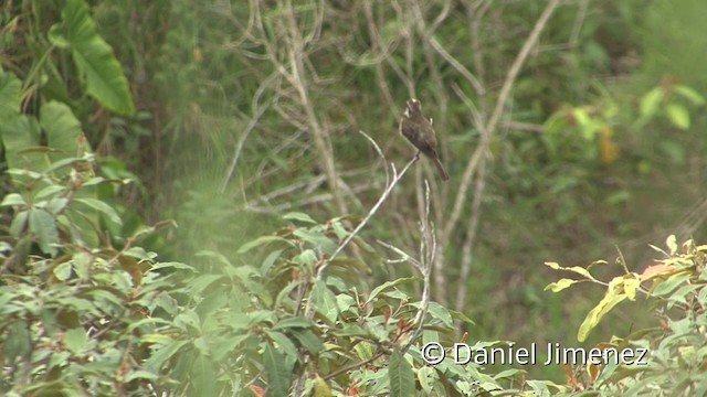 Piratic Flycatcher - ML201958511