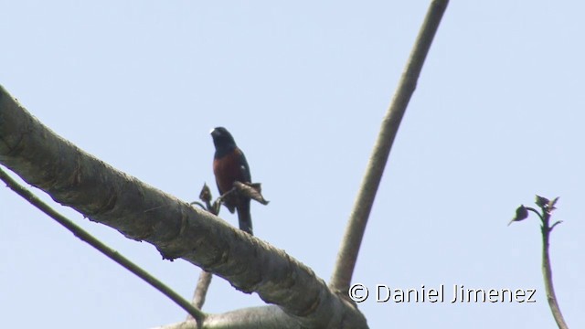 Chestnut-bellied Seed-Finch - ML201958531