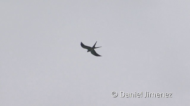 Swallow-tailed Kite - ML201958561