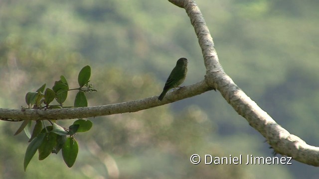 Tangara Golondrina - ML201958571