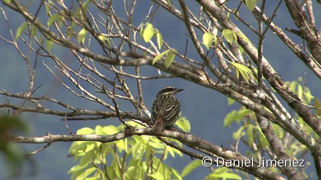 Streaked Flycatcher (Southern) - ML201958621