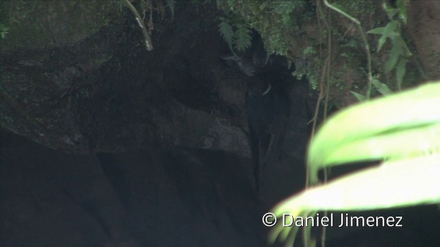 White-collared Swift - ML201958651