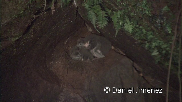 White-collared Swift - ML201958661