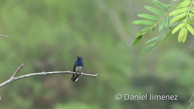 Colibrí Nuquiblanco - ML201958681