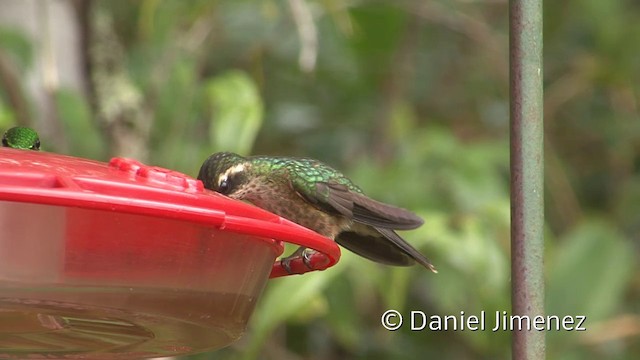 Speckled Hummingbird (melanogenys Group) - ML201958701