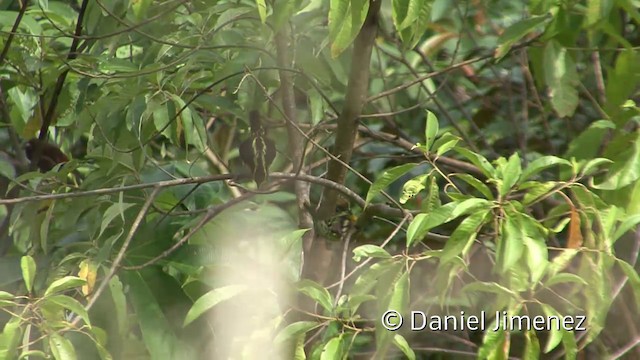 Gilded Barbet - ML201958791