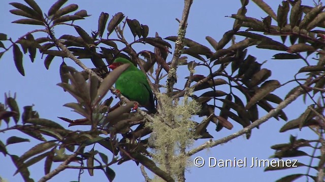 Grass-green Tanager - ML201958801