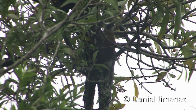 Straight-billed Woodcreeper - ML201958831