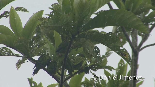 Cobalt-winged Parakeet - ML201958841