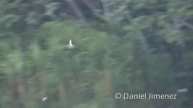 Sand-colored Nighthawk - ML201958871