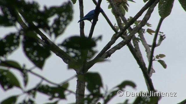 Cotinga des Maynas - ML201958881