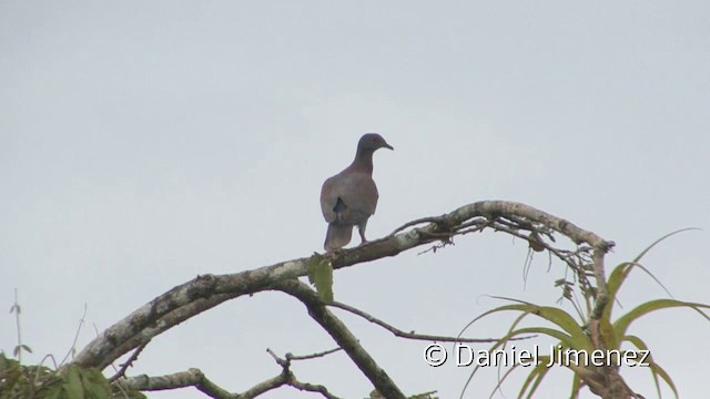 Pale-vented Pigeon - ML201958891