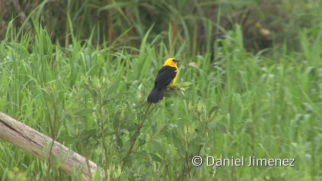 Oriole Blackbird - ML201958931