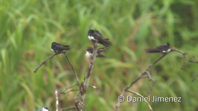 White-banded Swallow - ML201958941