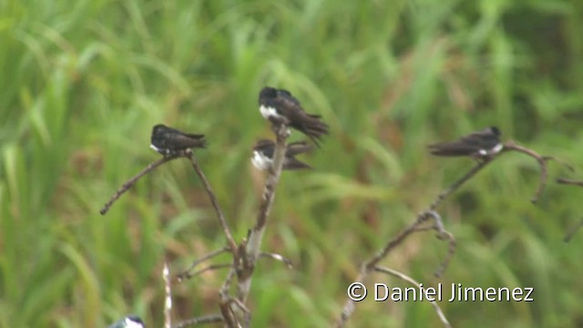 Golondrina Fajiblanca - ML201958941