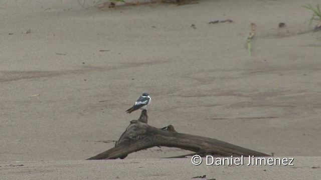 Golondrina Aliblanca - ML201958951