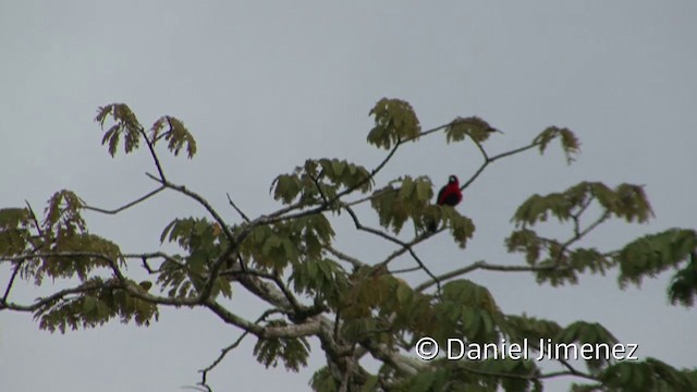 Tangara Enmascarada - ML201958991