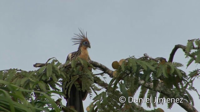 Hoatzin - ML201959001