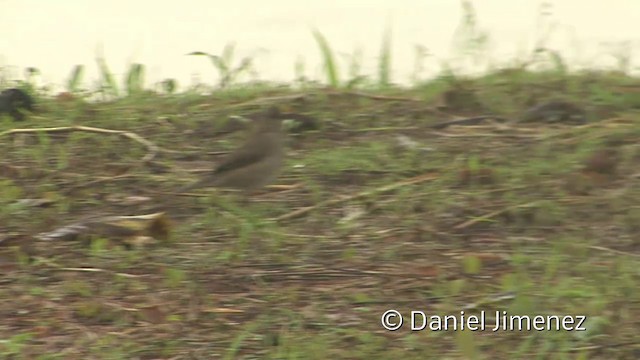 Hauxwell's Thrush - ML201959011