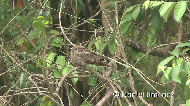 Ladder-tailed Nightjar - ML201959021