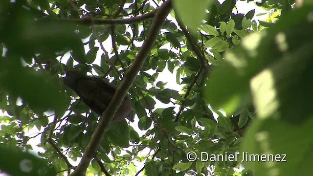 Plumbeous Pigeon - ML201959041