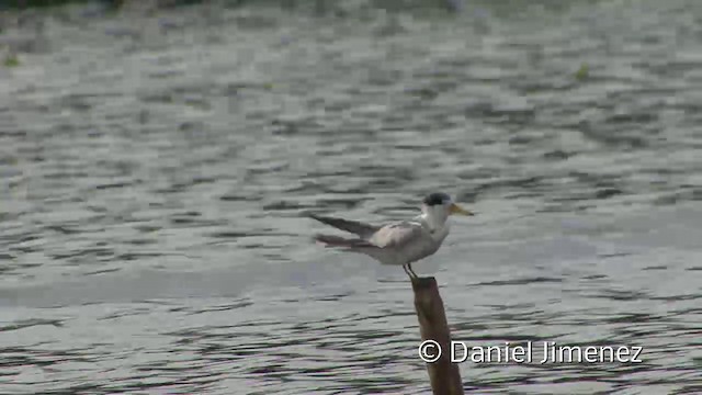 Yellow-billed Tern - ML201959051