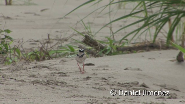 Pied Plover - ML201959061