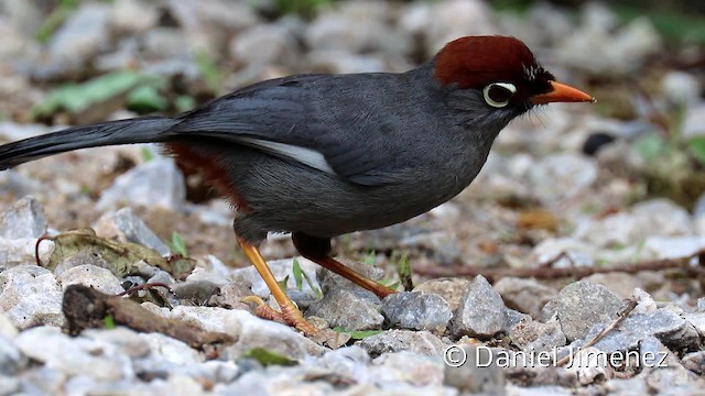 Chestnut-capped Laughingthrush - ML201959101