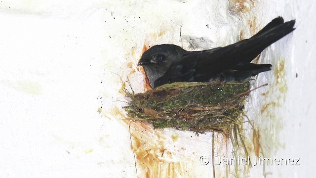 Plume-toed Swiftlet - ML201959121