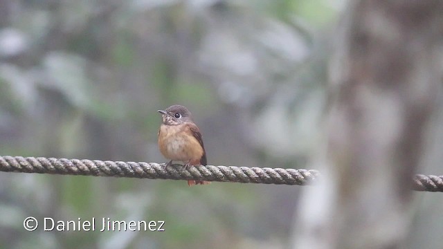 Ferruginous Flycatcher - ML201959131