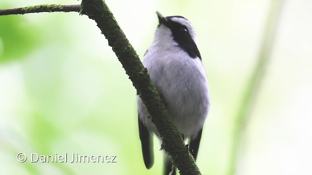 Little Pied Flycatcher - ML201959151