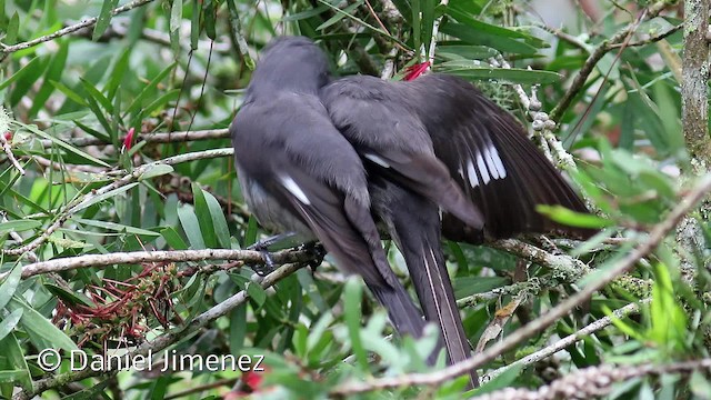 Long-tailed Sibia - ML201959161