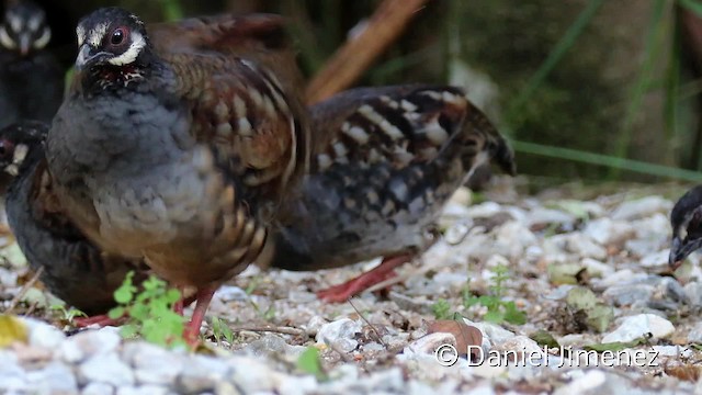 Malayan Partridge - ML201959191