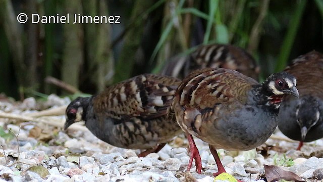 Malayan Partridge - ML201959201