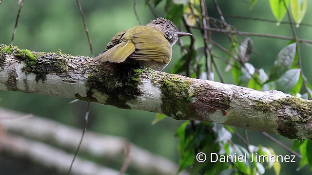 ミヤマヒヨドリ - ML201959211