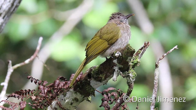 ミヤマヒヨドリ - ML201959221