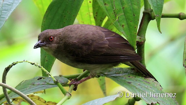 Red-eyed Bulbul - ML201959241