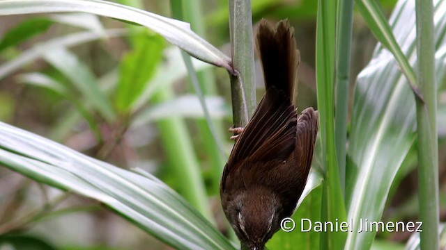 Aberrant Bush Warbler (Sunda) - ML201959301