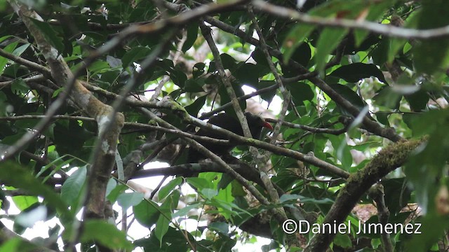 Bare-headed Laughingthrush - ML201959331