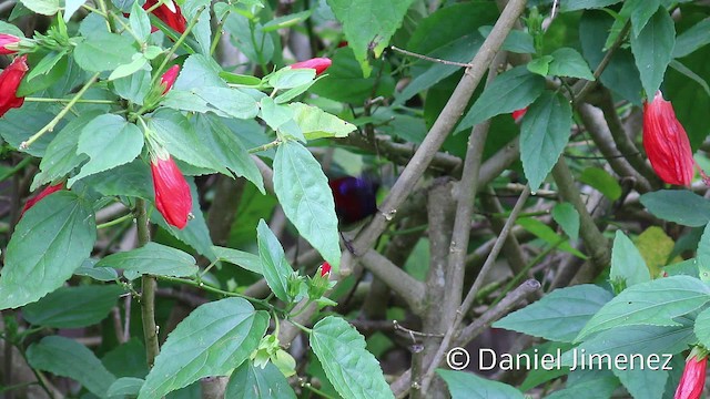 Black-throated Sunbird - ML201959341