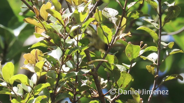 Black-sided Flowerpecker - ML201959381