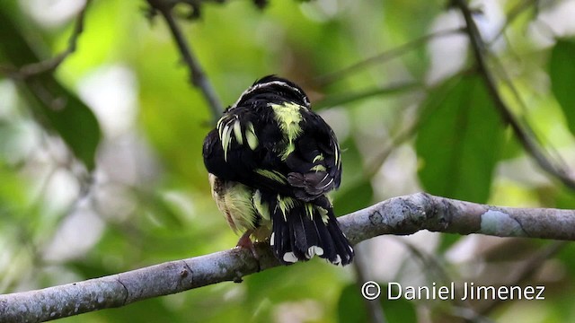 Black-and-yellow Broadbill - ML201959411