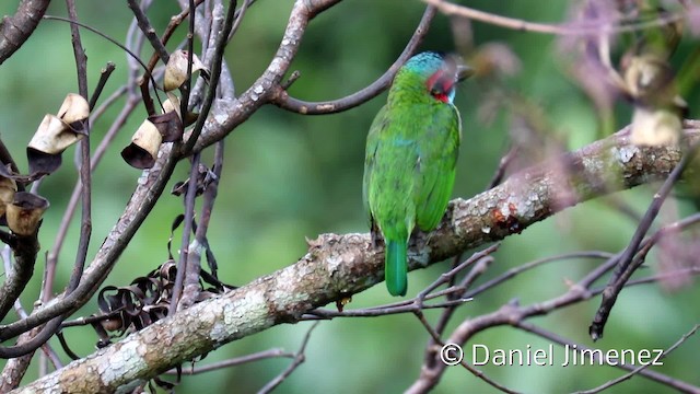 Schwarzohr-Bartvogel - ML201959421