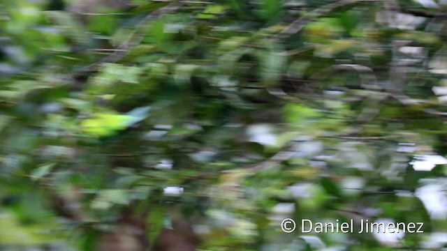 Bornean Leafbird - ML201959451