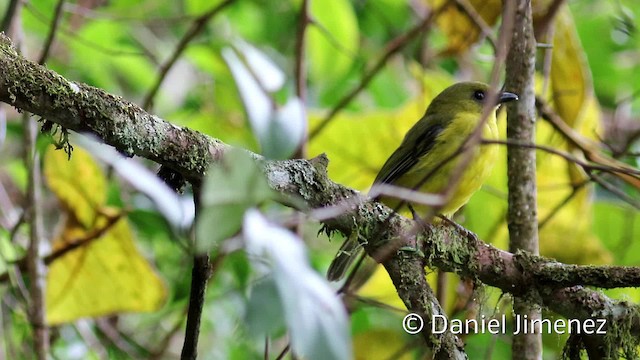 Bornean Whistler - ML201959471